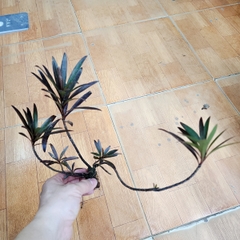 Cây mị nương