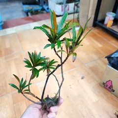 Cây mị nương