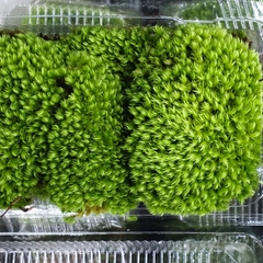 Rêu Cushion