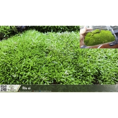 Rêu cỏ hộp 2 lớp