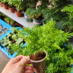 Tùng đuôi chồn (Tùng thiên môn)