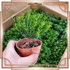 Cây tiểu diệp xích nam