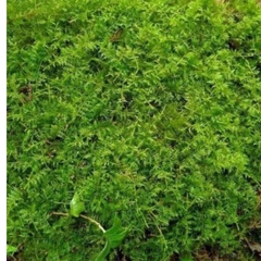 Rêu trác bá khỏe đẹp, dễ phối tiểu cảnh, bán cạn, Terrarium, bonsai