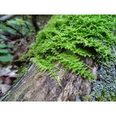 Rêu trác bá khỏe đẹp, dễ phối tiểu cảnh, bán cạn, Terrarium, bonsai