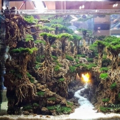 Rễ rừng setup bể thủy sinh, bán cạn, Terrarium SL 100Gram
