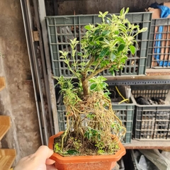 Cây Bạch Tuyết  Mai