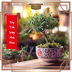 Cây tiểu diệp xích nam