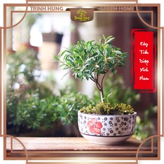 Cây tiểu diệp xích nam