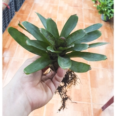Dứa màu nam mỹ - phối tiểu cảnh, bán cạn, terrarium