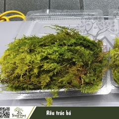 Rêu trác bá khỏe đẹp, dễ phối tiểu cảnh, bán cạn, Terrarium, bonsai