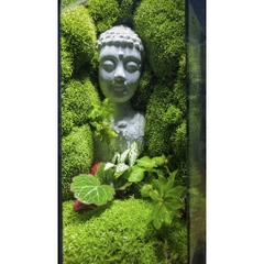 Rêu cỏ hộp 2 lớp