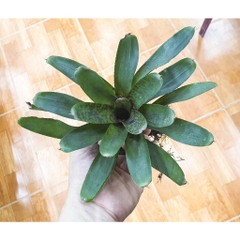 Dứa màu nam mỹ - phối tiểu cảnh, bán cạn, terrarium