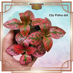 Cây Polka dot (Hypoestes phyllostachya), cây chấm bi
