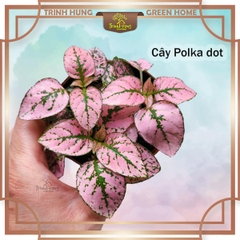 Cây Polka dot (Hypoestes phyllostachya), cây chấm bi