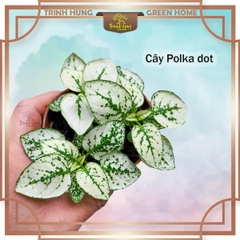 Cây Polka dot (Hypoestes phyllostachya), cây chấm bi