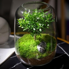 Cây tiểu diệp xích nam