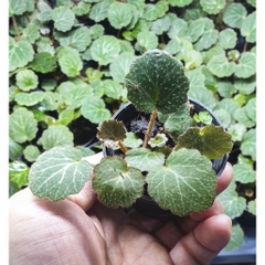 Cây Hổ Nhĩ - cây thân bò có sức sống khỏe, trồng cảnh, phối bán cạn, terrarium