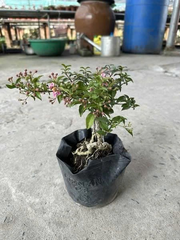 Cây hồng ngọc mai