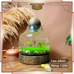 Bình thủy tinh nắp cầu đế gỗ 17*24cm