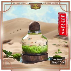 Bình thủy tinh nắp cầu đế gỗ 17*24cm