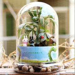 Bình thủy tinh Terrarium chuông nắp chụp
