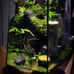 Đất kết dính.Adhesive soil - Chuyên dụng làm Terrarium, tường rêu, bán cạn, bon sai