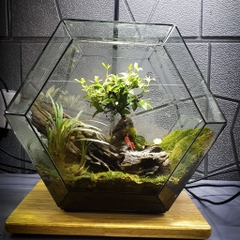 Combo 5 túi đất kết dính.Adhesive soil - Chuyên dụng làm Terrarium, tường rêu, bán cạn, bon sai