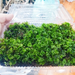 Dương xỉ bàn tay (Crepidomanes minutum)