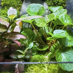 Cây Hổ Nhĩ - cây thân bò có sức sống khỏe, trồng cảnh, phối bán cạn, terrarium