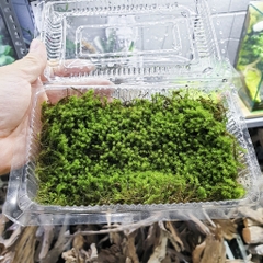 Rêu Phúc Thọ
