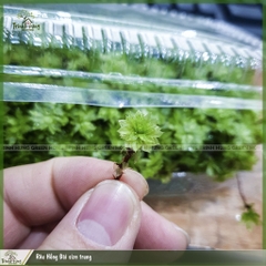 Rêu Hồng Đài size trung - Queen moss - loài rêu đẹp phối tiểu cảnh bán cạn, terrarium, bonsai