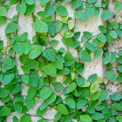Cây vảy ốc ta, cây thằn lằn, cây leo có sức sống khỏe