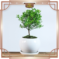 Cây tiểu diệp xích nam