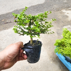 Cây sam hương mini