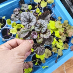Cây chuông san hô (Heuchera) - cây trồng dễ phát triển, nhiều màu sắc