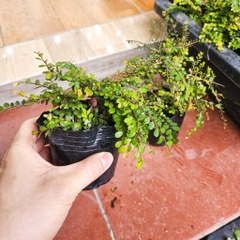 Cây sơn liễu mini