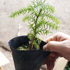 Cây tùng xương cá - cây bonsai khỏe, dễ chăm sóc