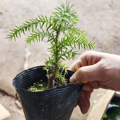 Cây tùng xương cá - cây bonsai khỏe, dễ chăm sóc