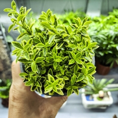 Cây bạch dương mini - cây cảnh đẹp, dễ trồng