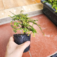 Cây sơn liễu mini