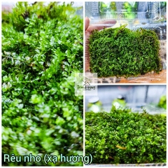 Rêu xạ hương (rêu nho)