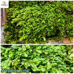 Rêu wepping sing