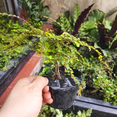 Cây sơn liễu mini