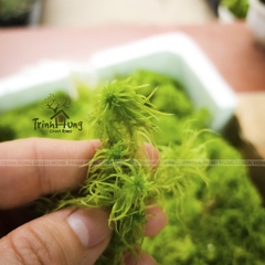 Dớn tươi (Sphagnum lescurii) hộp 600ml