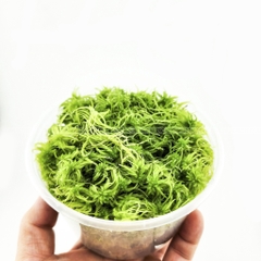 Dớn tươi (Sphagnum lescurii) hộp 600ml