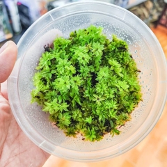 Rêu Hồng Đài size trung - Queen moss - loài rêu đẹp phối tiểu cảnh bán cạn, terrarium, bonsai