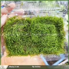 Weeping lá nước - Rêu trồng thủy sinh, bán cạn, terrarium