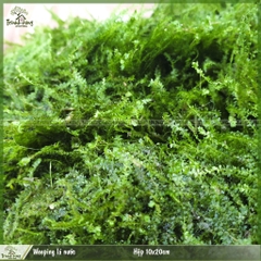 Weeping lá nước - Rêu trồng thủy sinh, bán cạn, terrarium