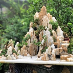 Đá gỗ hóa thạch