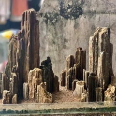 Đá gỗ hóa thạch